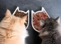 Kedi Maması Değişimi Kaç Günde Yapılır? Adım Adım Geçiş Rehberi