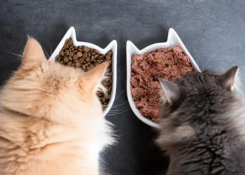 Kedi Maması Değişimi Kaç Günde Yapılır? Adım Adım Geçiş Rehberi