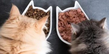 Kedi Maması Değişimi Kaç Günde Yapılır? Adım Adım Geçiş Rehberi