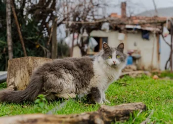 Kediler Neden Çok Uyur? Günlük Uyku Süresi ve Normal Davranışlar