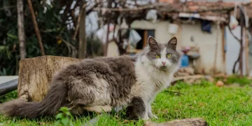 Kediler Neden Çok Uyur? Günlük Uyku Süresi ve Normal Davranışlar