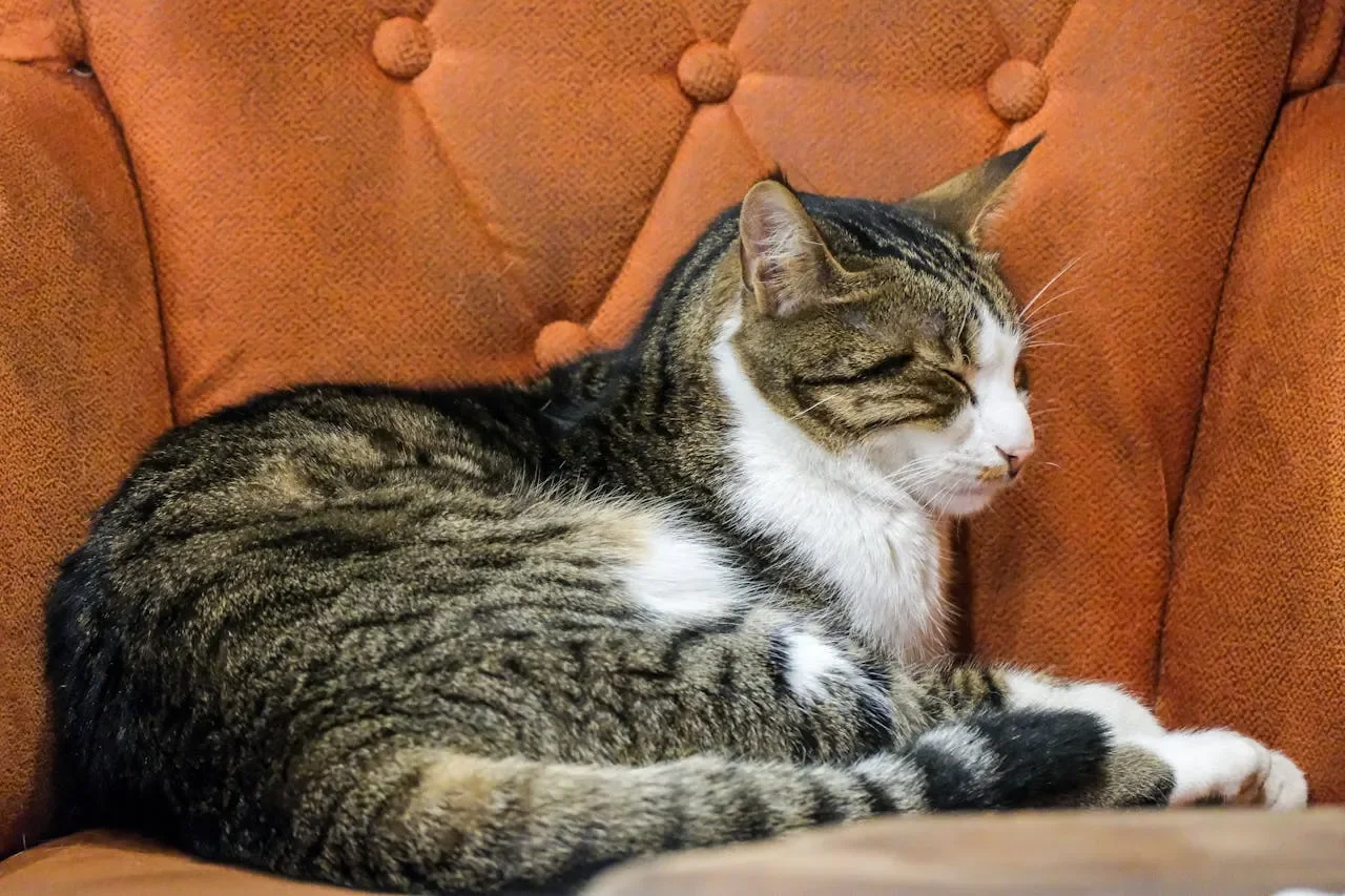 pexels-erdem-horat-2147555049-35715970