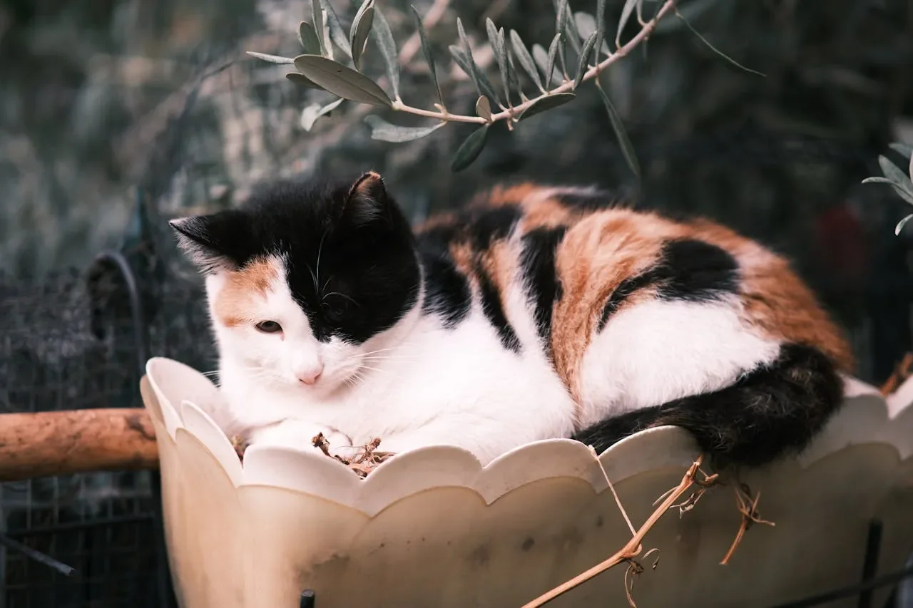 pexels-izafi-29513642