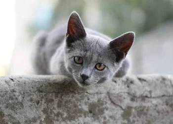 Kedim Sürekli Miyavlıyor Neden? Bu Davranış Nasıl Azaltılır