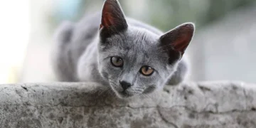 Kedim Sürekli Miyavlıyor Neden? Bu Davranış Nasıl Azaltılır