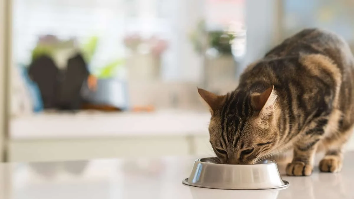 Cat Food 101: Wet vs. Dry | Odie Pet Insurance